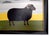 Matt Rix, The Black Ram, 2000s, Oil Painting on Board, Framed For Sale - Image 6 of 9