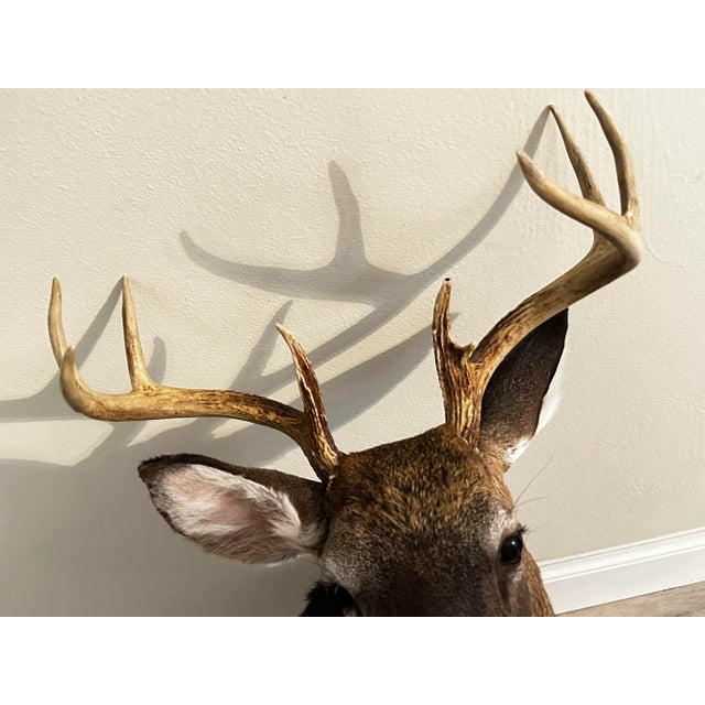Vintage 1900s Eight Point Whitetail Deer Mount For Sale - Image 4 of 7