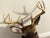 Vintage 1900s Eight Point Whitetail Deer Mount For Sale - Image 4 of 7