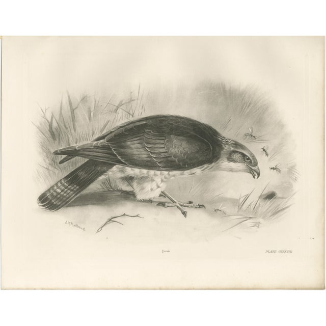 1900 - 1909 Lilian M. Medland, Honey Buzzard Bird, 1908, Monochrome Ornithological Plates, Set of 2 For Sale - Image 5 of 11