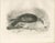 1900 - 1909 Lilian M. Medland, Honey Buzzard Bird, 1908, Monochrome Ornithological Plates, Set of 2 For Sale - Image 5 of 11