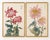 Crimson & Blush Diptych – Vintage Japanese Botanical Prints (Set of 2), 12"x 18" For Sale - Image 4 of 7