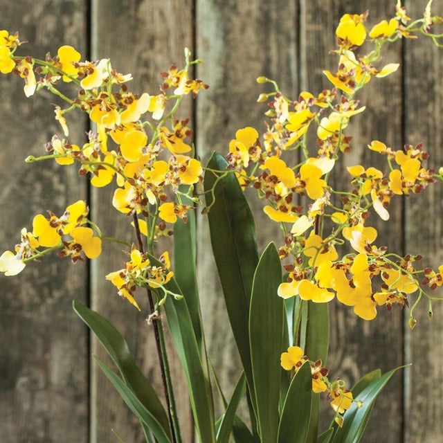 Realism Dancing Orchid Drop-In 32" For Sale - Image 3 of 3