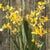 Realism Dancing Orchid Drop-In 32" For Sale - Image 3 of 3