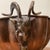 Figurative Vintage Scalloped Brass Jardinière Centerpiece Figural Ram Goat Head Handles For Sale - Image 3 of 12