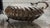 Leonard Vintage Oversized Silverplate Hinged Scallop Shell Buffet Server For Sale - Image 4 of 13