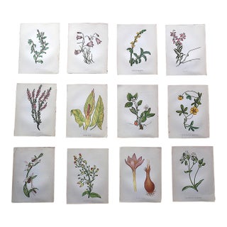Antique 19th Century Anne Pratt Botanical Chromolithographs - Set of 12 For Sale