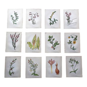 Antique 19th Century Anne Pratt Botanical Chromolithographs - Set of 12