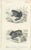 Set of 3 original antique prints of frogs and toads. These prints originate from 'Dictionnaire universel d'Histoire...