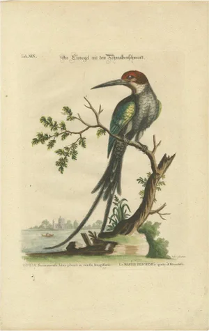 The Surinamese Kingfisher Bird with the Swallow Tail, 1749, Paper