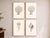 Contemporary Coastal Sea Life Study Collection, Minimal Botanical & Shell Art Prints, 24" × 36" (Set of 4) For Sale - Image 3 of 12