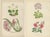 Paper Wintergreen and Primrose, 1874, Paper, Set of 2 For Sale - Image 7 of 10