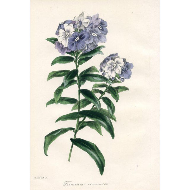 Original early 1800s hand colored botanical print that appeared in the "Magazine of Botany", a British horticultural...