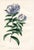 Original early 1800s hand colored botanical print that appeared in the "Magazine of Botany", a British horticultural...