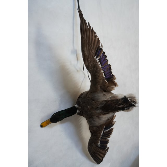 American Taxidermy Flying Mallard Duck For Sale - Image 3 of 13
