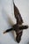 American Taxidermy Flying Mallard Duck For Sale - Image 3 of 13