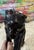 Vintage Black Panther For Sale - Image 4 of 7