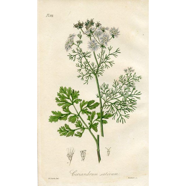 Original hand-colored botanical print from “Medical Botany”, a medical reference published in England in the early 1800s....