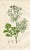 Original hand-colored botanical print from “Medical Botany”, a medical reference published in England in the early 1800s....