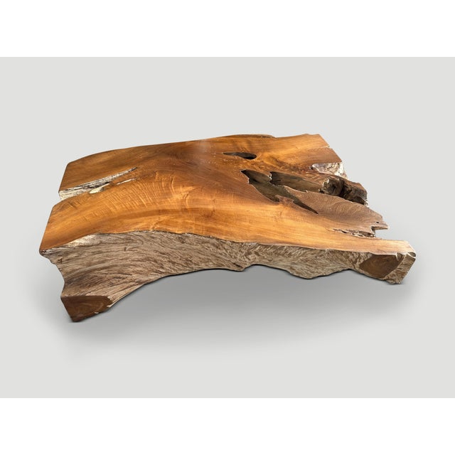 Andrianna Shamaris Impressive Single Teak Root Coffee Table For Sale - Image 18 of 18