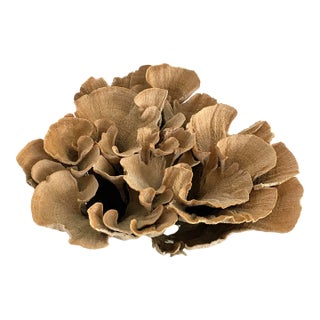 Natural Unbleached Poca Coral Specimen For Sale