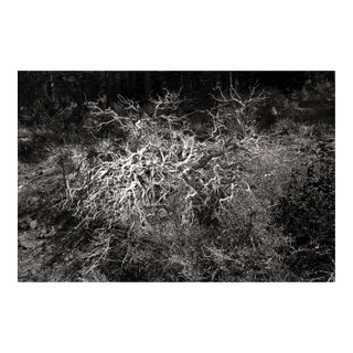 Landscape Digital Archival Print "Bush #4" by Jacques Gael Cressaty 2025 For Sale