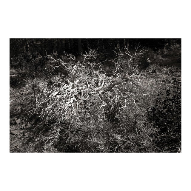 Landscape Digital Archival Print "Bush #4" by Jacques Gael Cressaty 2025 For Sale