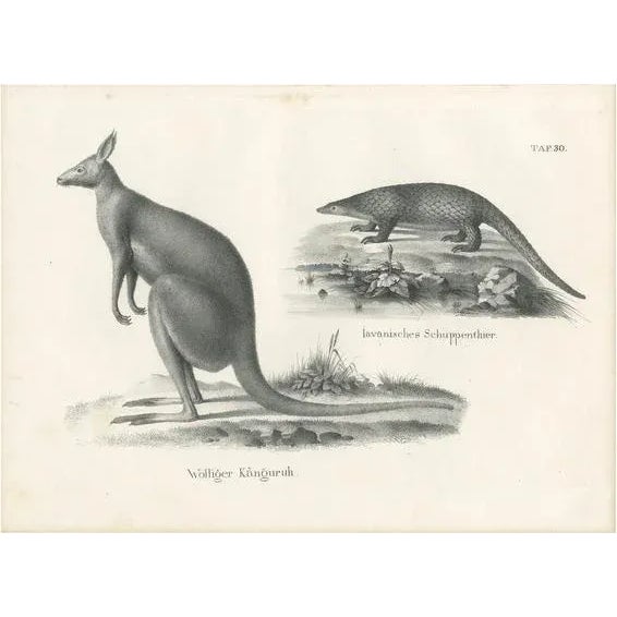 Early 19th Century Schinz, Illustration of Kangaroo and a Javanese Pangolin in Australia, 1825, Print For Sale - Image 5 of 5