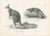 Early 19th Century Schinz, Illustration of Kangaroo and a Javanese Pangolin in Australia, 1825, Print For Sale - Image 5 of 5