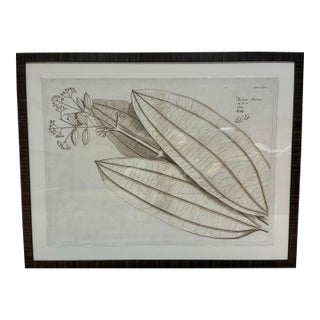 Natural Curiosities “Katou-Karua” Hortus Malabaricus Botanical Print, Framed For Sale