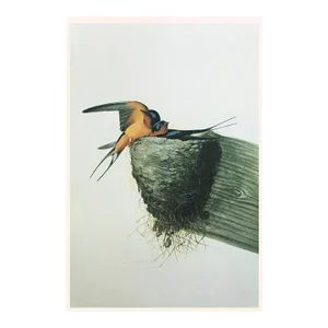 1966 Vintage Farmhouse Cottage Print "Barn Swallow" After John James Audubon