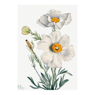 Matilija Poppy, Vintage Botanical Art Print Reproduction by Mary Vaux Walcott, 20" X 30" For Sale