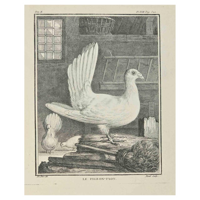 Jacques Menil, Le Pigeon-Paon, Etching, 1771 For Sale
