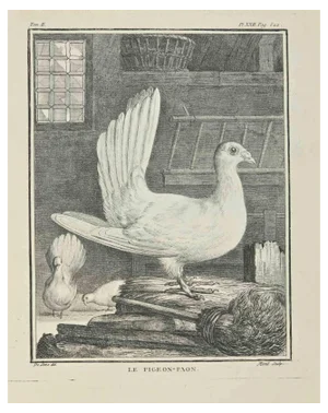 Jacques Menil, Le Pigeon-Paon, Etching, 1771