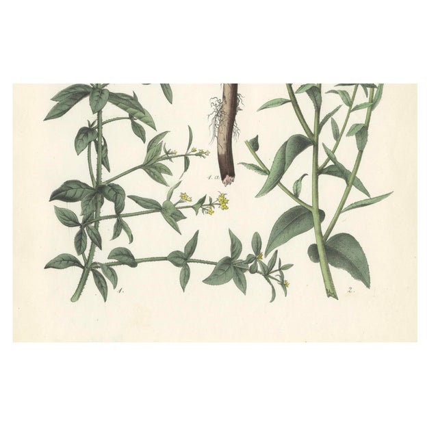 Hand-Colored Botanical Lithograph of Madder and Safflower, Calwer, 1854 This detailed botanical lithograph is from Carl...