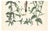 Hand-Colored Botanical Lithograph of Madder and Safflower, Calwer, 1854 This detailed botanical lithograph is from Carl...