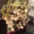 Grape Vines Bonsai Tree For Sale - Image 9 of 12
