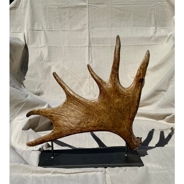 Naturally shed moose paddle from Wyoming mounted on a simple, weighted steel base. Approx. 20lbs 22”x20”x12
