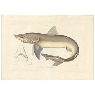 Blanchard, Illustration of Tope Shark from Iceland-Greenland Voyage, 1845, Print For Sale