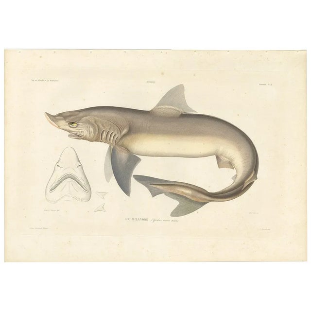 Blanchard, Illustration of Tope Shark from Iceland-Greenland Voyage, 1845, Print For Sale