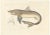 Blanchard, Illustration of Tope Shark from Iceland-Greenland Voyage, 1845, Print For Sale