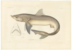 Blanchard, Illustration of Tope Shark from Iceland-Greenland Voyage, 1845, Print