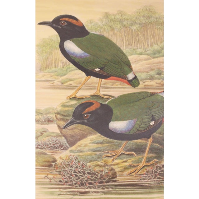 Framed lithograph of the Pitta Iris by William Matthew Hart, 1893. Pitta Iris, the rainbow pitta, from the second edition...