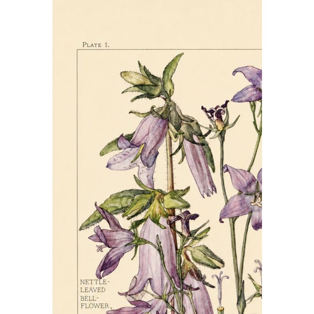 A delicate botanical study from British artist Harriet Isabel Adams, originally published in Wild Flowers of the British...