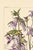 A delicate botanical study from British artist Harriet Isabel Adams, originally published in Wild Flowers of the British...
