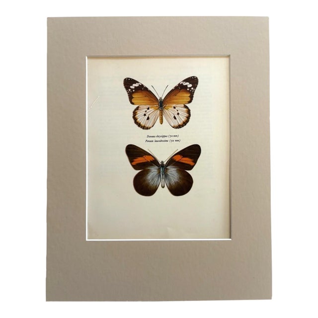 Vintage 1965 Butterfly Print in 11x14 Mat: Golden Danaid & Kollar, EUC For Sale