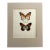Vintage 1965 Butterfly Print in 11x14 Mat: Golden Danaid & Kollar, EUC For Sale