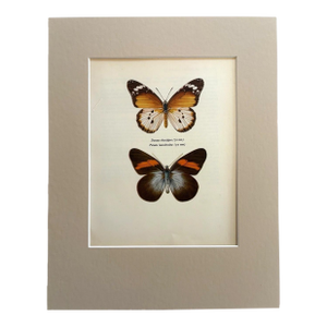 Vintage 1965 Butterfly Print in 11x14 Mat: Golden Danaid & Kollar, EUC