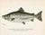 1900 - 1909 Bluefish, Atlantic Salmon, Pike & Landlocked Salmon - By Denton Circa 1903, S/4 For Sale - Image 5 of 8