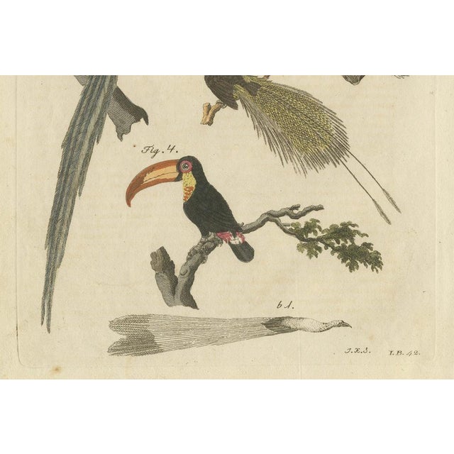 Black Bertuch, Toucan, Hornbill and Birds of Paradise, 1790, Engraving For Sale - Image 8 of 10